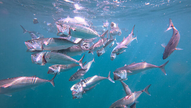 Long-jawed mackerel bigmouth trevally fish with open mouths feeding at surface of blue ocean water in Bali, Indonesia