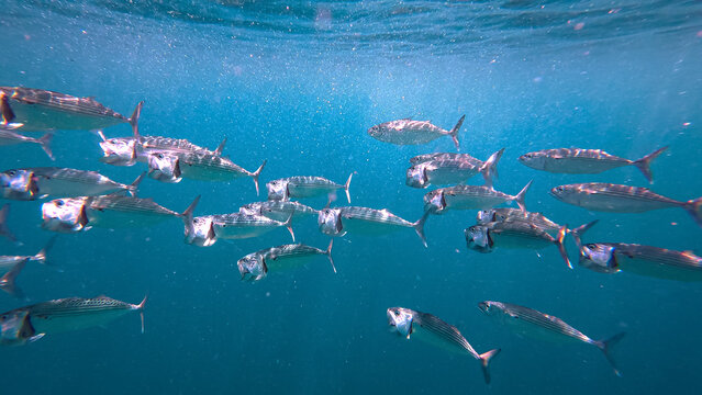 Schooling long-jawed mackerel bigmouth trevally fish with mouth wide open swimming at surface of blue ocean water in Bali, Indonesia