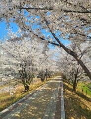 Beautiful cherry blossom pathway with white flowers under blue sky in spring