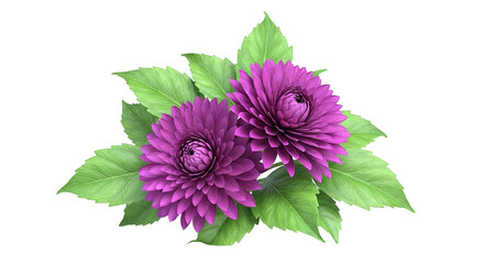 Two purple dahlias with green leaves