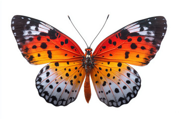 Obraz premium Butterfly insect orange red black white wing pattern nature isolated bright orange red butterfly insect with black white wing pattern white