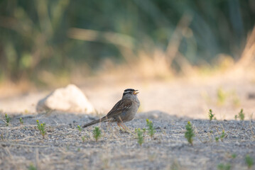 sparrow on the ground