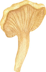 Watercolor illustration of a chanterelle mushroom in yellow.  © Art_Safiya