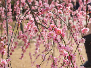 八重の枝垂れ梅、春の光を纏う可憐な花びら