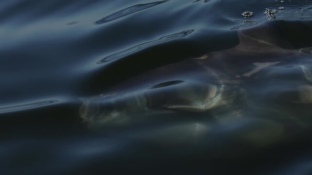 Ocean sunfish mola mola swimming close to the water surface, dorsal fin cutting through calm sea, unique giant fish seen from above, peaceful marine wildlife moment in clear blue ocean.