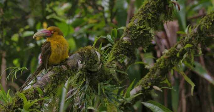 Saffron Toucanet (Pteroglossus bailloni) Perched on Mossy Branch in Atlantic Rainforest