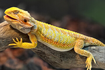Obraz premium Relaxed bearded dragon on wood, vivid yellow-orange-white textured scales, half-closed eyes, blurred natural backdrop