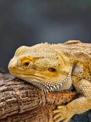 A bearded lizard with scaly, spiny limbs grips a log, bright yellow-orange details against a dark background and soft bokeh.