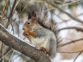 Obraz premium The squirrel with nut sits on tree in the winter or late autumn