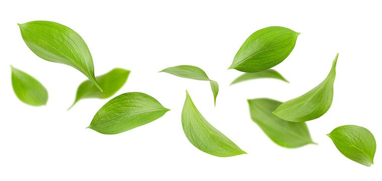 levitating green ruscus leaves on white isolated background