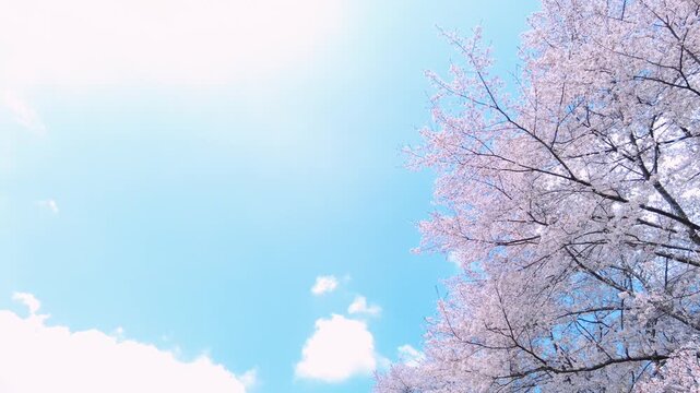 満開の桜の花びらと青空のパンショット  4K  ソメイヨシノとフレア