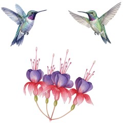 Fototapeta premium watercolor illustration of a hummingbird and flowers