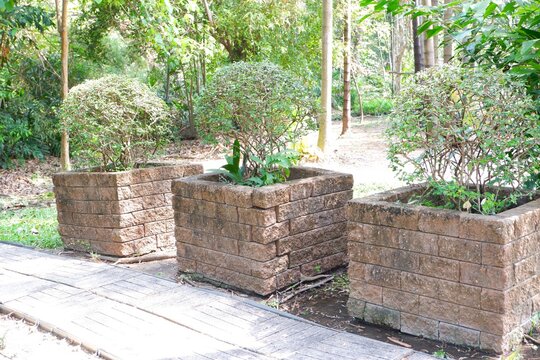 

A Streblus asper plant in a square planter constructed from concrete blocks or bricks.