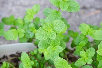 Organic mint leaves used for cooking and beverages © Ellevena