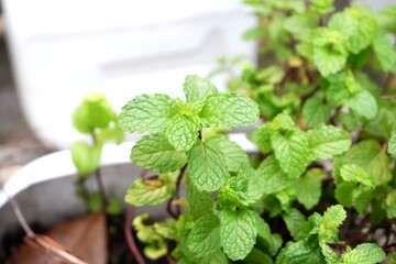 Organic mint leaves used for cooking and beverages © Ellevena