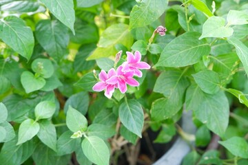 Delicate pink blossoms of Asystasia gangetica, an elegant and resilient tropical groundcover.