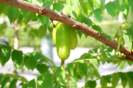Fresh, crunchy Bilimbi fruits in an organic tropical garden, prized for their sharp acidity and culinary versatility.