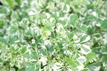 Close-up of the finely divided, tripinnate foliage of a Ming Aralia, showcasing its unique "shredded" texture.