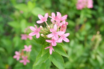 Obraz premium Macro photography of the five-petaled Ruspolia hypocrateriformis, highlighting its vibrant color and delicate stamens.