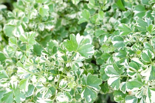 Macro photography of Polyscias fruticosa leaves, highlighting the delicate, fern-like structure of this popular indoor plant.