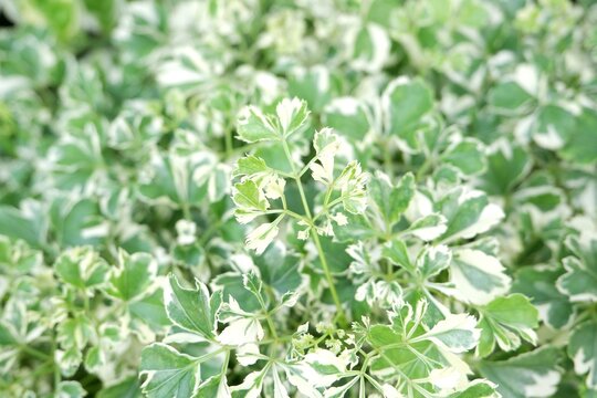 Close-up of the finely divided, tripinnate foliage of a Ming Aralia, showcasing its unique "shredded" texture.