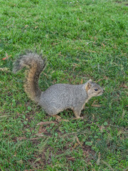 Fototapeta premium squirrel in the park