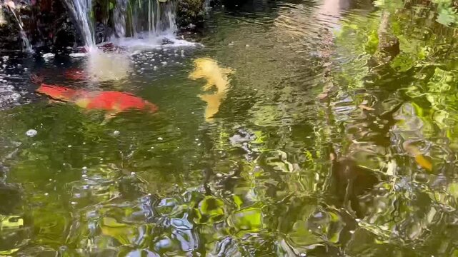 Carp fish , koi fish in pool