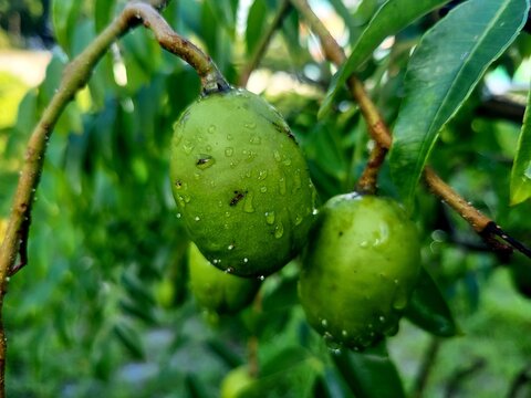 Close-up of Spondias mombin fruits hanging on the tree. Also known as yellow mombin, hog plum, amra, or cajazeira, this tropical fruit appears in clustered form and is valued for its use in pickles