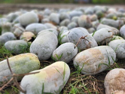 Wax gourd or winter melon (Benincasa hispida) mature fruits selling at wholesale market