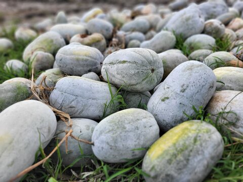 Wax gourd or winter melon mature fruits selling at wholesale market