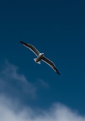 Fototapeta premium Azure Acrobat