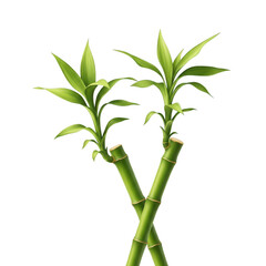 Fototapeta premium Two green bamboo stalks with leaves on transparent background