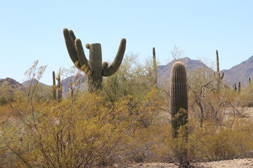 saguaro cactus in arizona usa