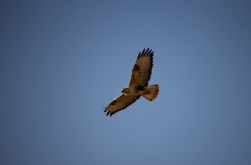 Obraz premium The Long-legged Buzzard is resident in north Africa, the Arabian Peninsula, south-east Europe, the Middle East and central Asia.