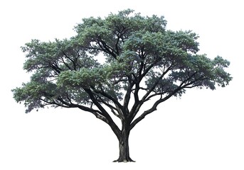 Emerald Canopy's Embrace