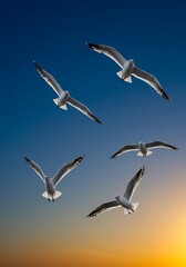 Azure Ballet of Wings