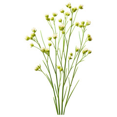 Fototapeta premium Delicate green flowering plant with small blossoms on transparent background