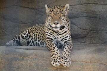 Leopard in zoo © Samantha