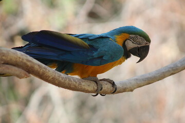 Blue yellow winged macaw © Samantha