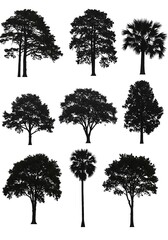 Whispers of the Canopy