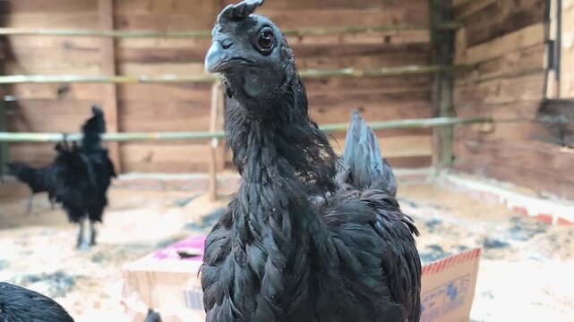 Cemani chicken, black in color inside the cage