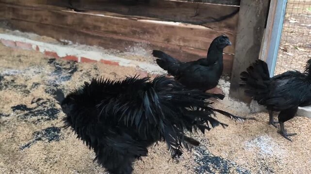 Cemani chicken, black in color inside the cage