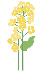 Vector illustration of rapeseed flowers (nanohana) | Spring flower art