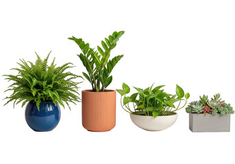 Fototapeta premium Assorted potted plants in different containers isolated on transparent background
