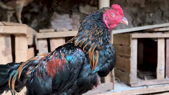 A rooster has an upright body posture, large and dense bones, making it an excellent fighter.