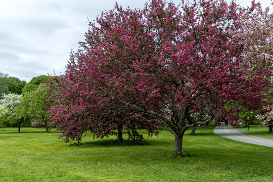 Blooming pink crabapple trees in city park in spring.