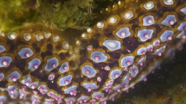 Close-up macro view of a colorful starfish underside with tube feet and textured skin