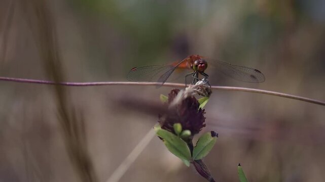 Close-up of a red dragonfly perched on a dry plant stem with blurred background