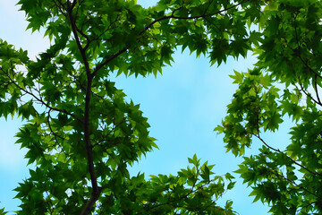 青空と美しい青カエデ