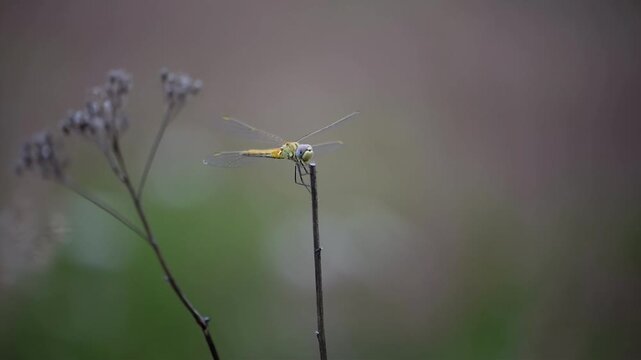Close-up of a yellow dragonfly perched on a thin dry twig with soft bokeh background